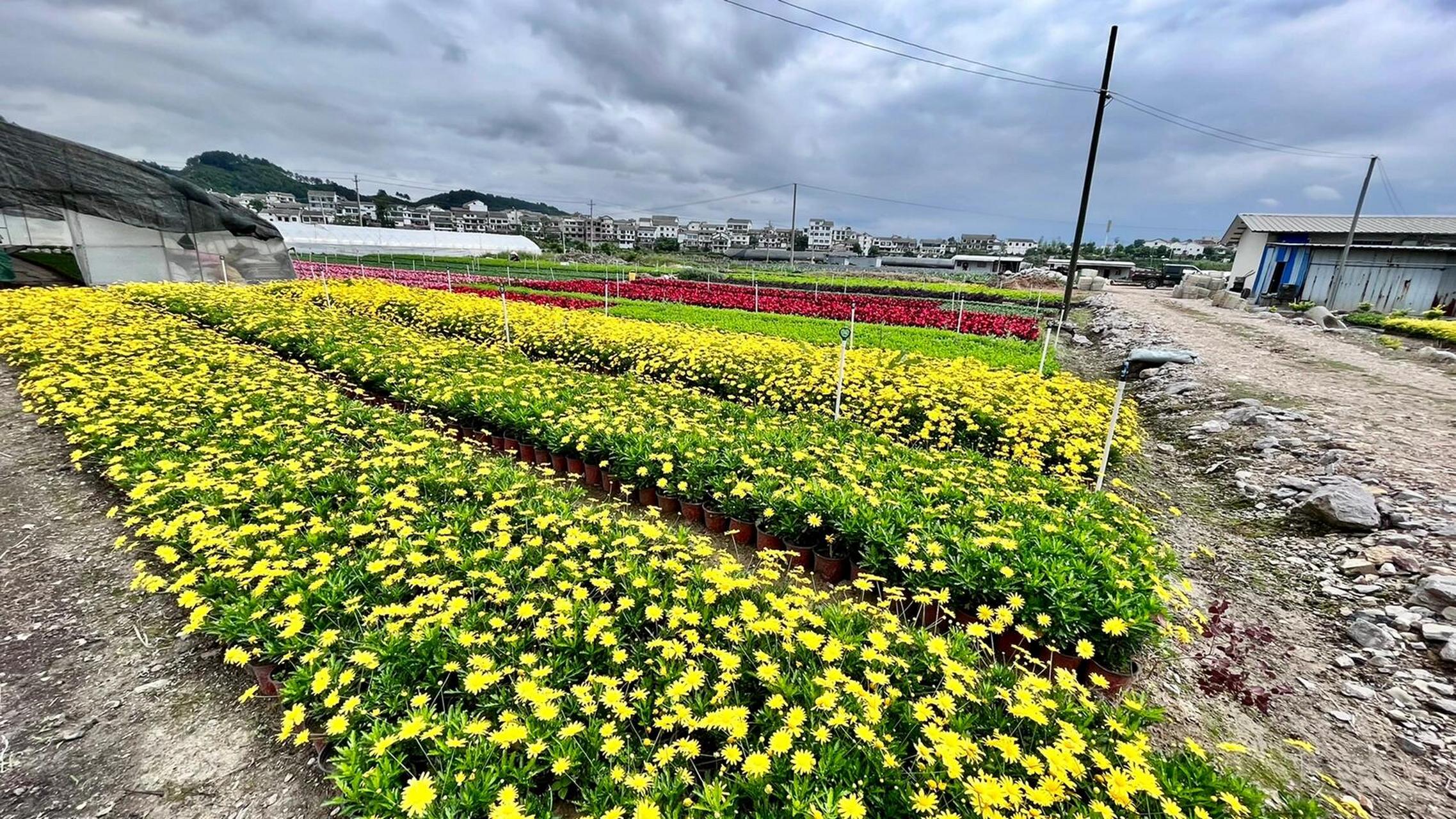 贵阳最大花卉种植基地图片