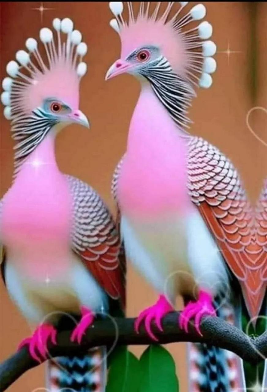 粉色孔雀,美丽动人.