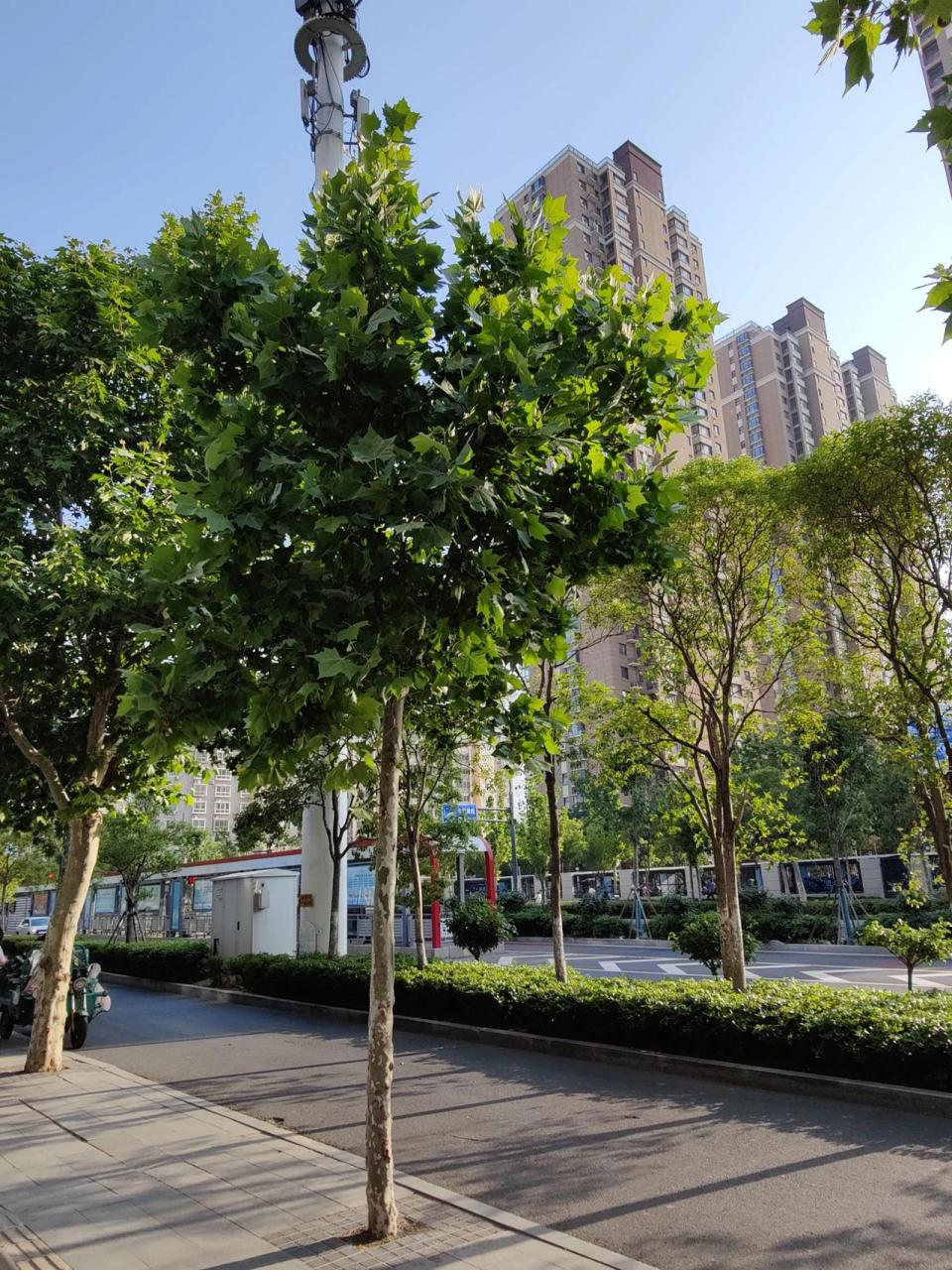 郑州市的市树, 是什么树.