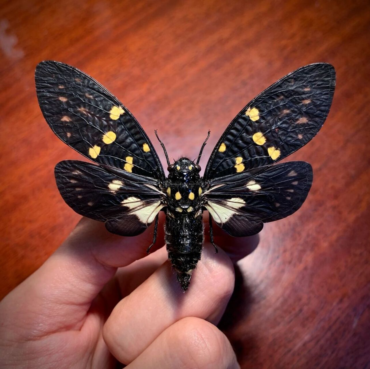 彩蝉 来自云南的彩色知了,让人拥有一个属于夏天的彩色回忆