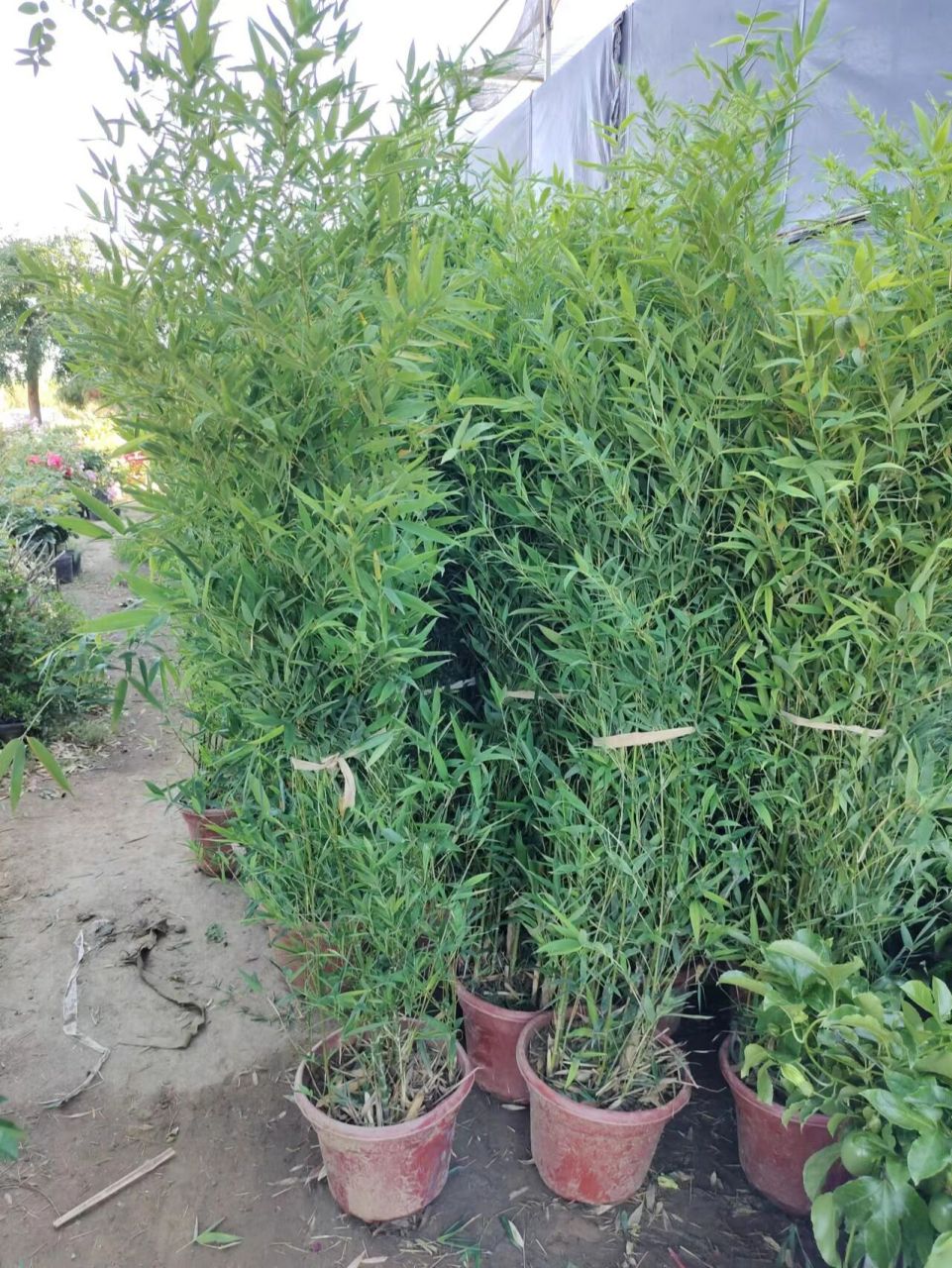 盆栽毛竹 盆栽毛竹,从根部就开始长出叶片,一直到顶端,是作为围墙绿植