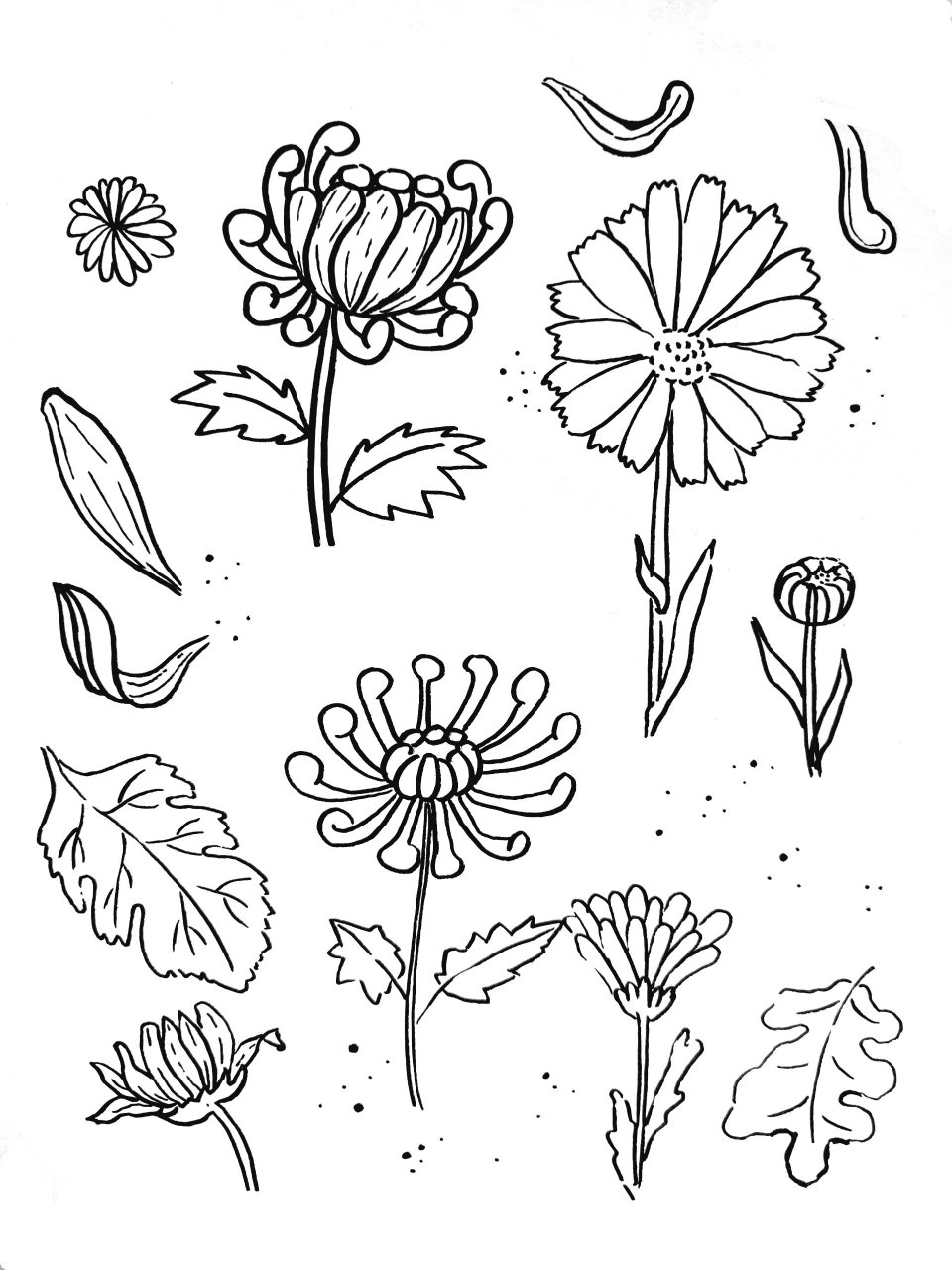 菊花简笔画画法 世间万物,皆可入画 不一定要成为画家 只是在心中埋下