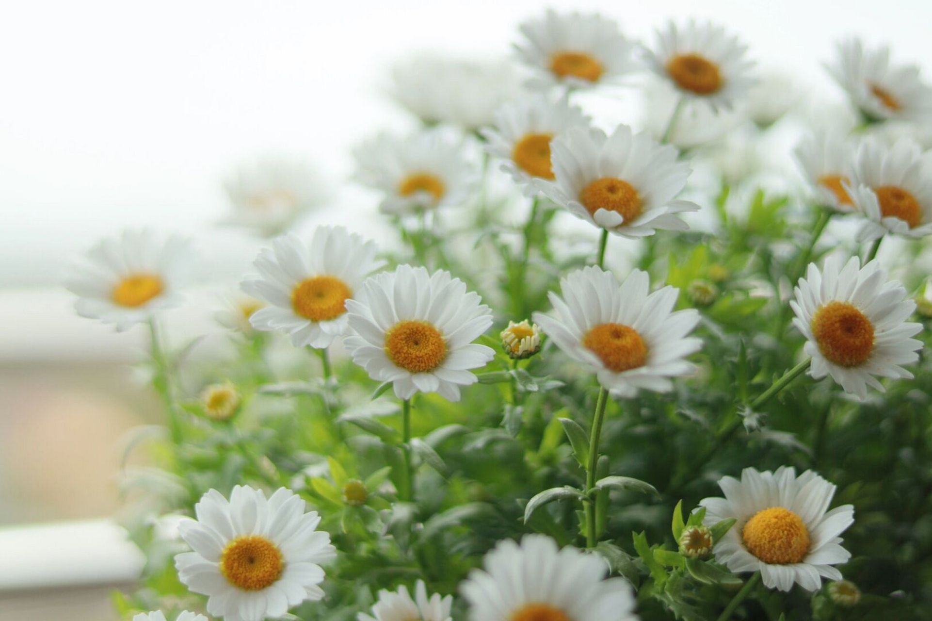 白晶菊# #云之垚花卉