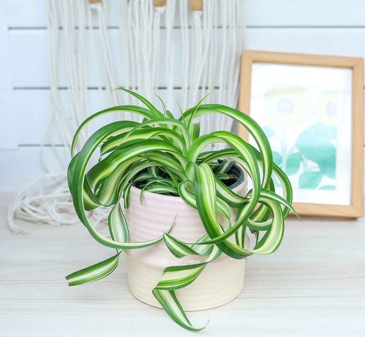 吊兰如何避免叶黄干尖95 78吊兰有金边吊兰,金心吊兰,绿叶吊兰