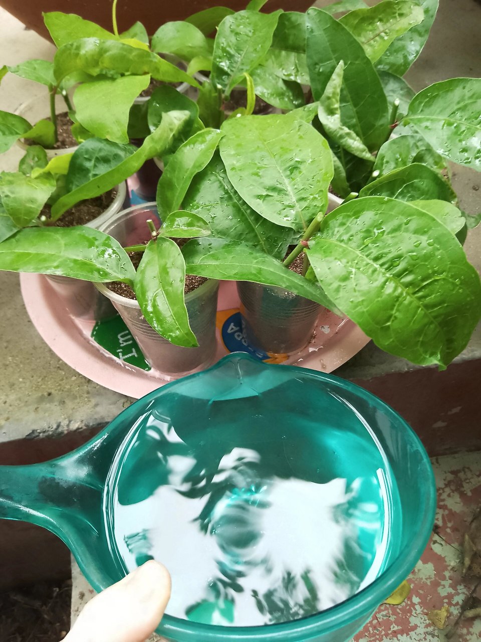 我把它重剪了,修剪的枝条没舍得丢,拿来扦插了,这次红雪花扦插,采用了