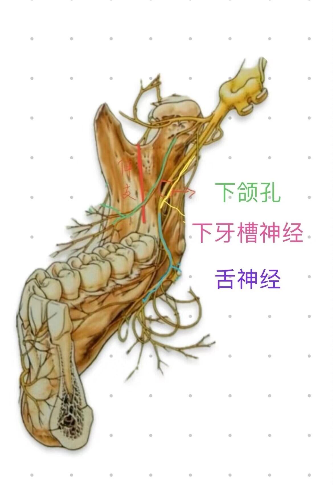 牙齿颊侧图片