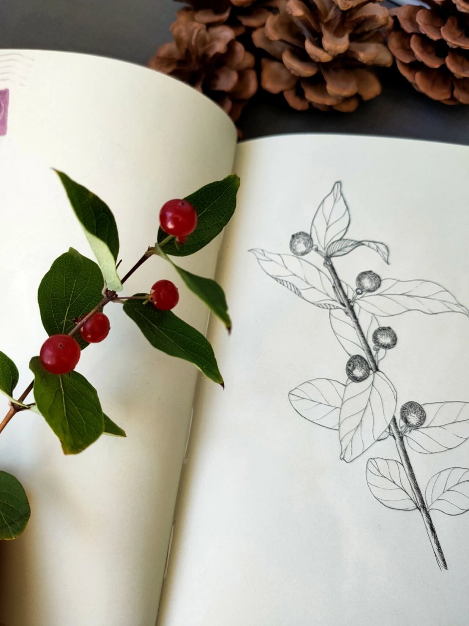 小叶忍冬——植物手绘 小叶忍冬不但春夏花色美丽,秋天更是硕果累累