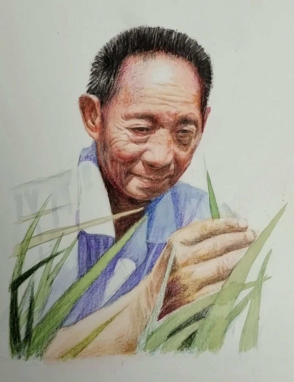水稻彩铅画图片