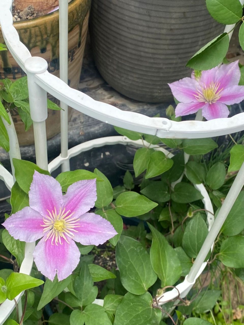 第二波铁线莲 记录一下小院里第二波盛开的铁线莲～ 	 1.