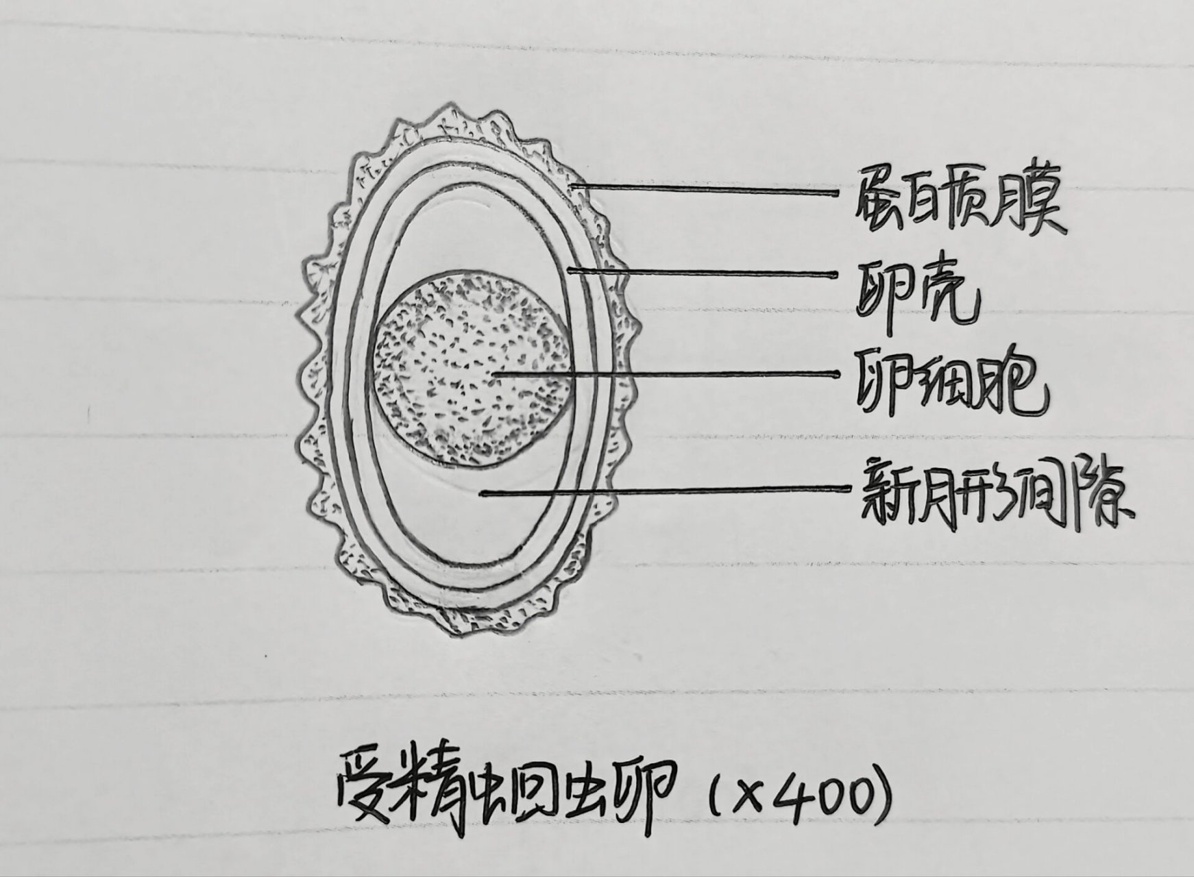 蛔虫卵结构图图片