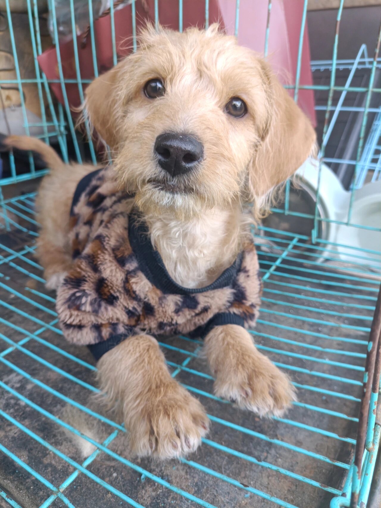 最近收的土狗哈巴狗串串 图一二三,金毛泰迪串串,公,三个月,有疫苗本