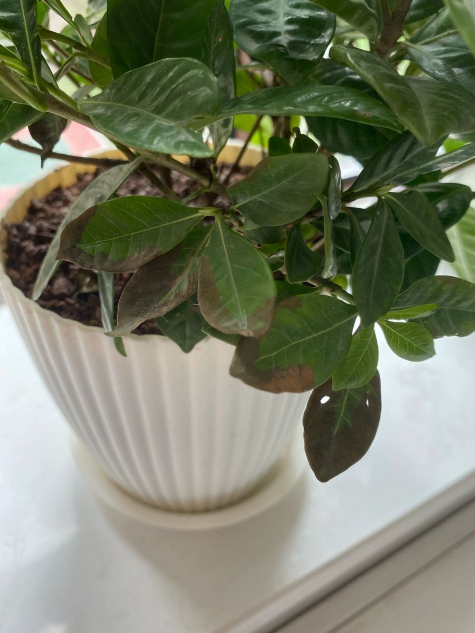 栀子花叶片慢慢变黑,到底要怎么养?