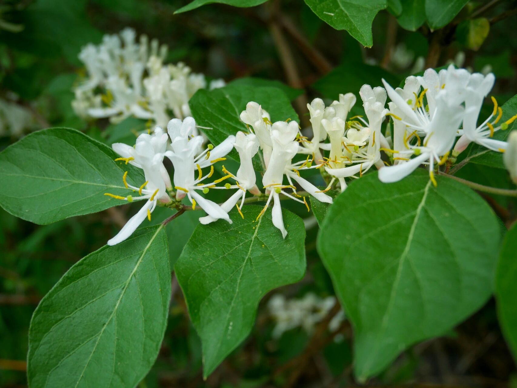 忍冬又叫金银花.它的花和花蜜没有毒