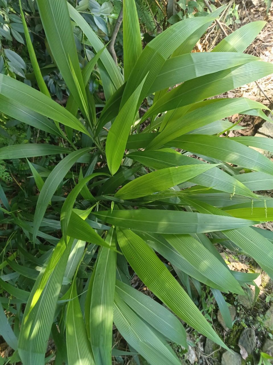 植物小科普～粽叶狗尾草 别 名:箬叶莩,雏茅(海南),棕叶草 科:禾本科