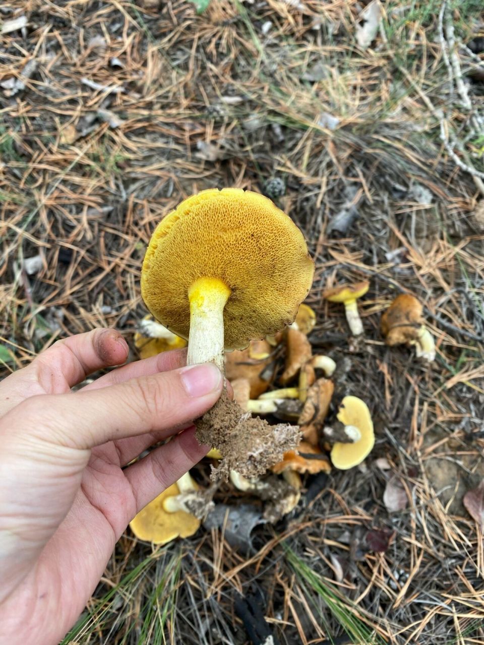 这是什么蘑菇96?有毒吗?