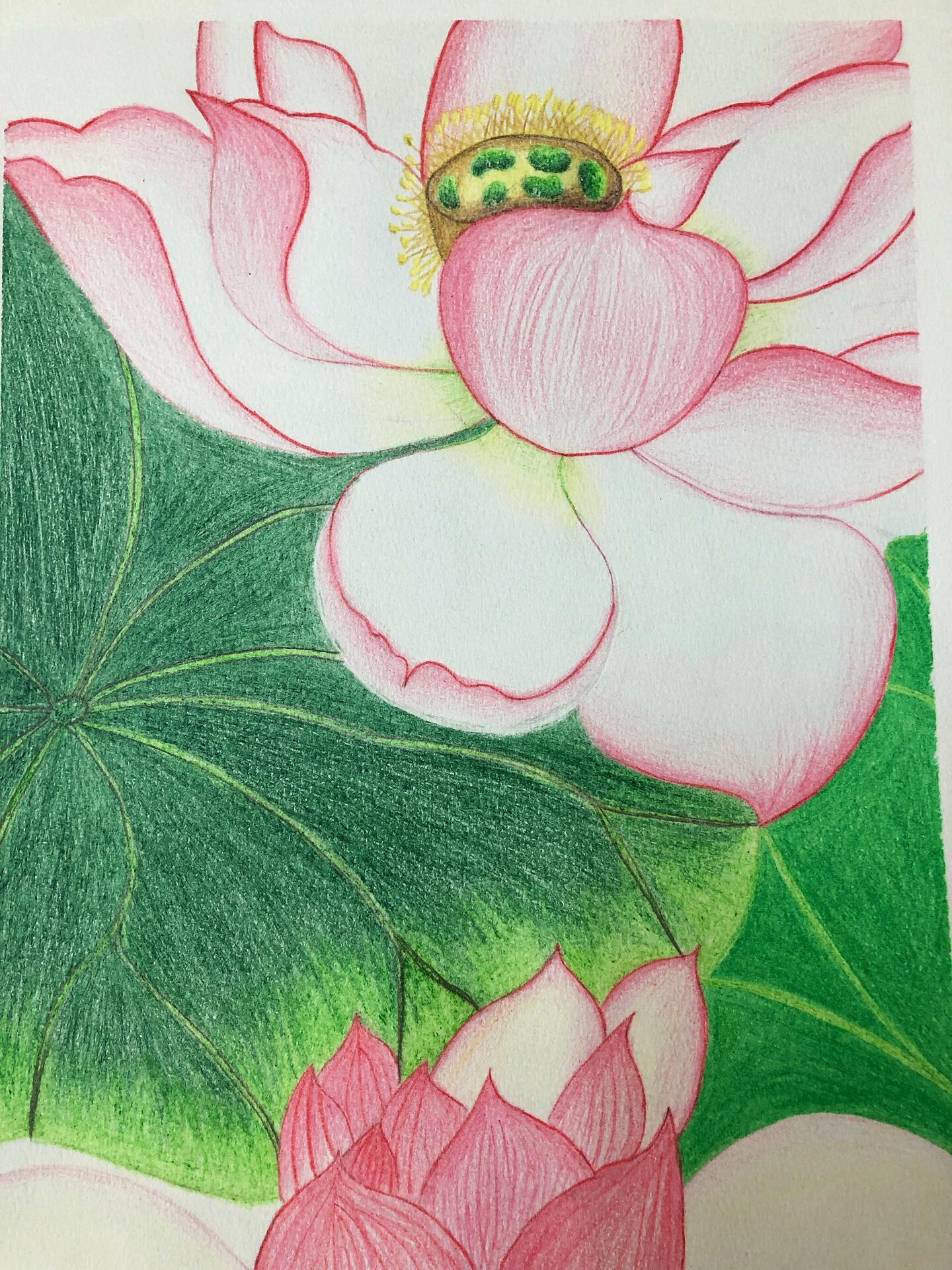 8k彩铅画 |荷花03