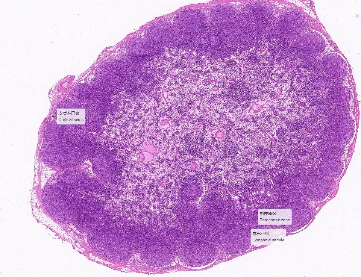 淋巴结光镜图HE染色图片