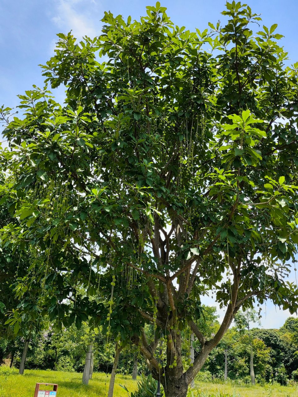 阳光下挂满了果实的玉蕊树