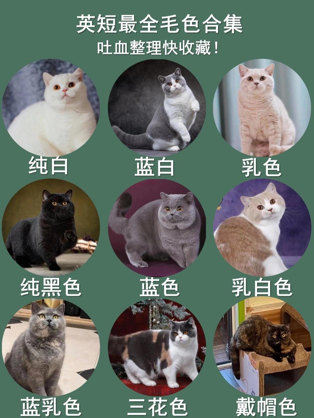 鱼骨刺猫英短图片