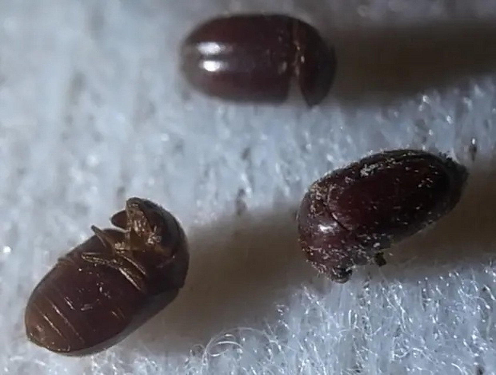 类别 物种类别:仓储害虫 拉丁名:stegobium paniceum 科属:窃蠢科