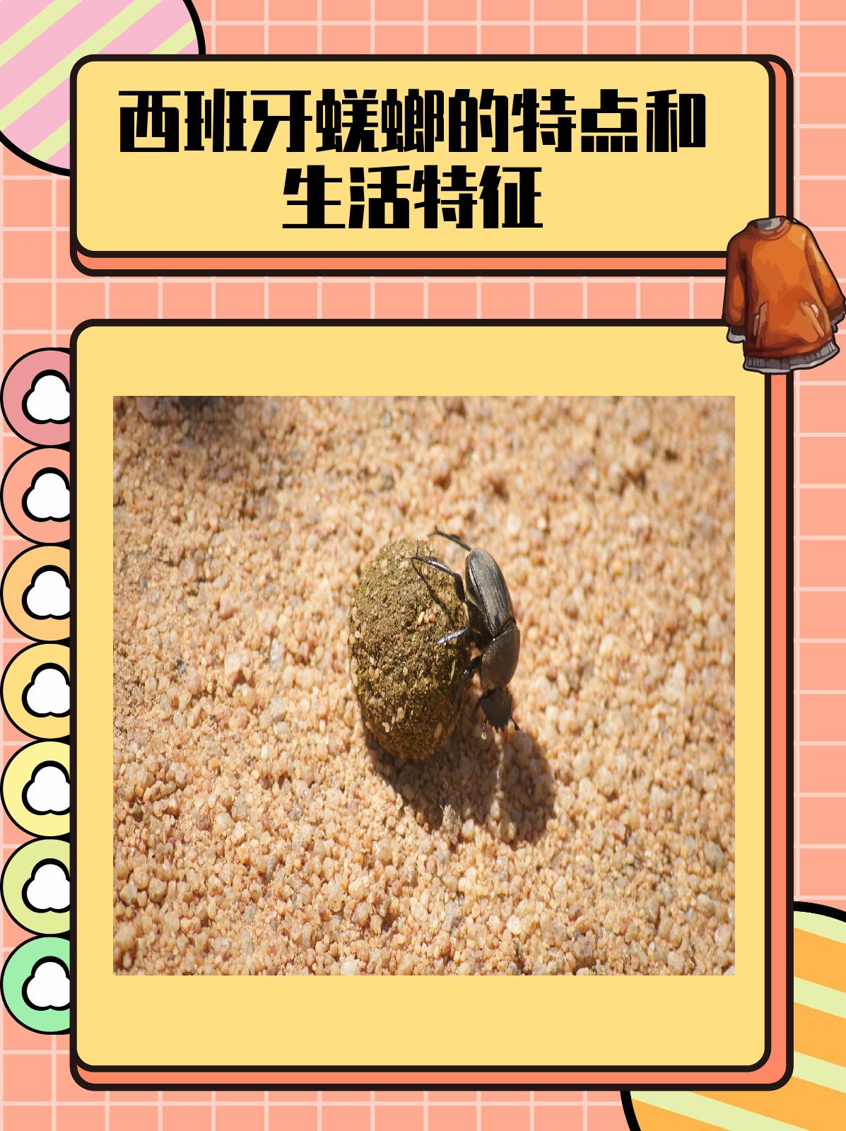 西班牙蜣螂的特点和生活特征