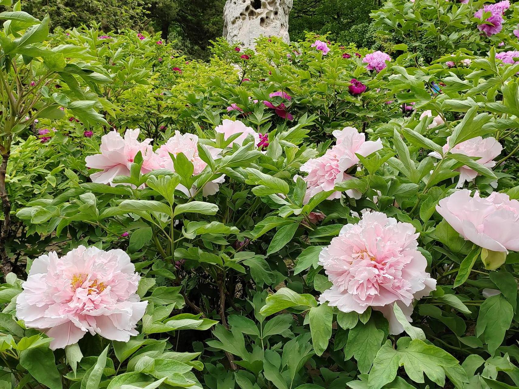 各色牡丹花欣赏! 牡丹