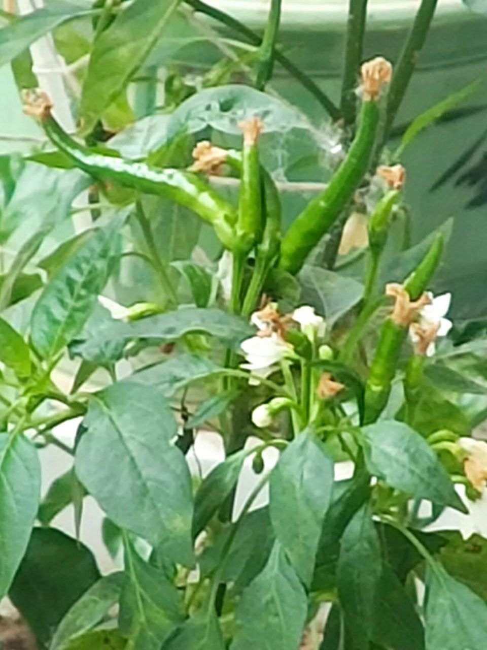 9492生活在城市的你,见过辣椒开花吗?