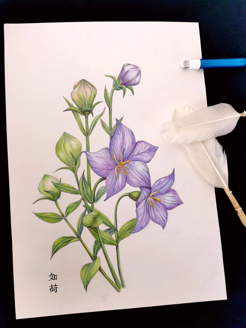 手绘:桔梗花 桔梗(platycodon grandiflorus),又名铃铛花,包袱花,为