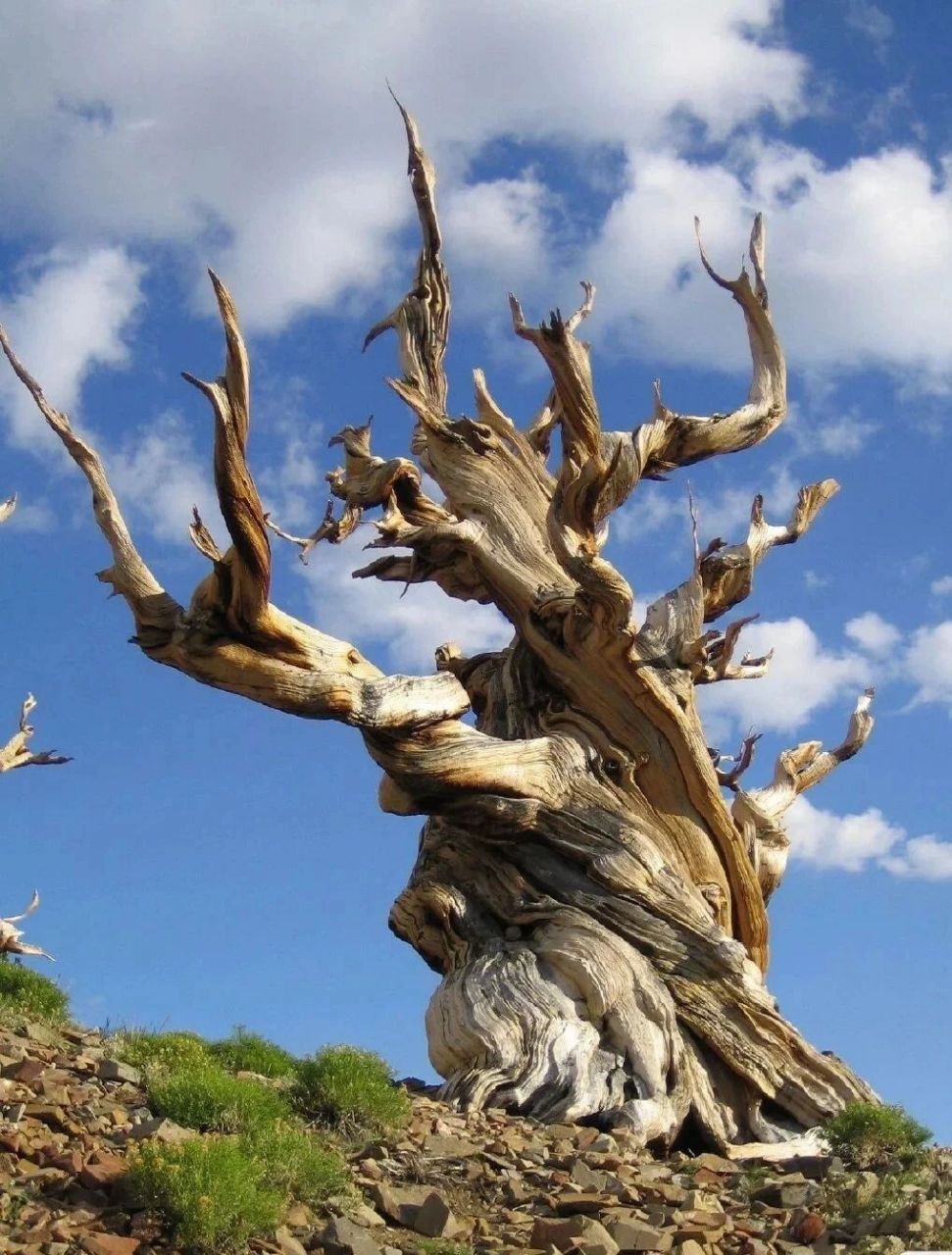 枯树素材分享 又一波枯树素材 和之前的不一样 喜欢的保存 点个关注呦