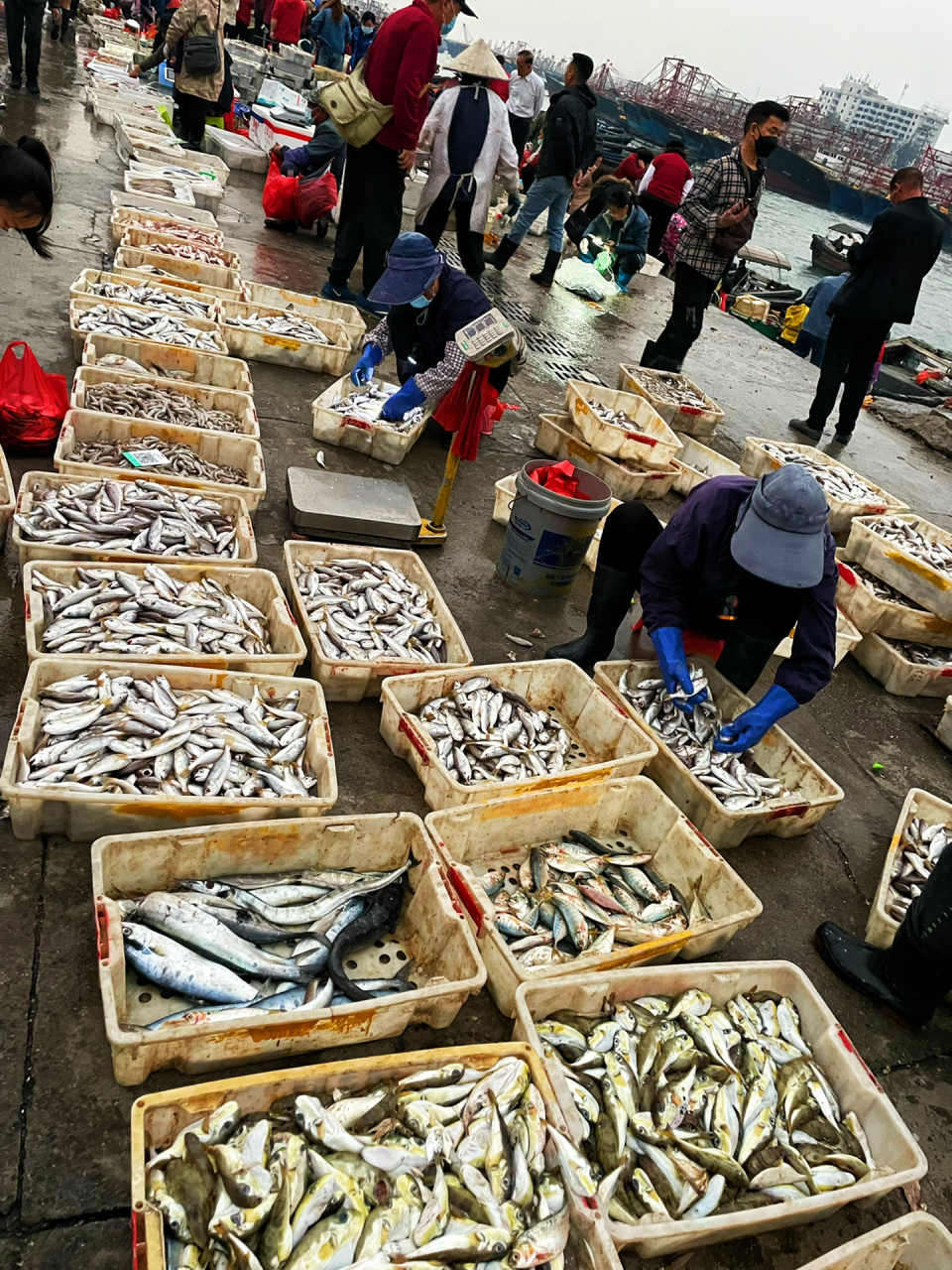 侨港码头海鲜市场图片