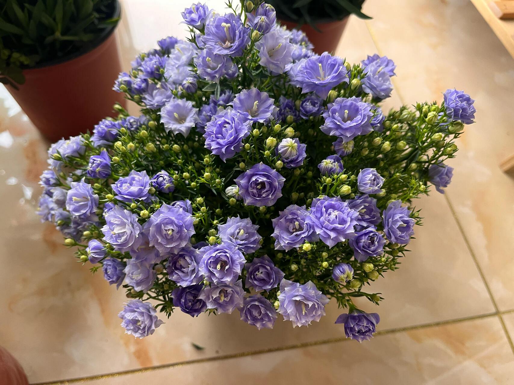 丹麦风铃花|浓郁北欧风 9996丹麦风铃花,又名"梦露",原产于南欧