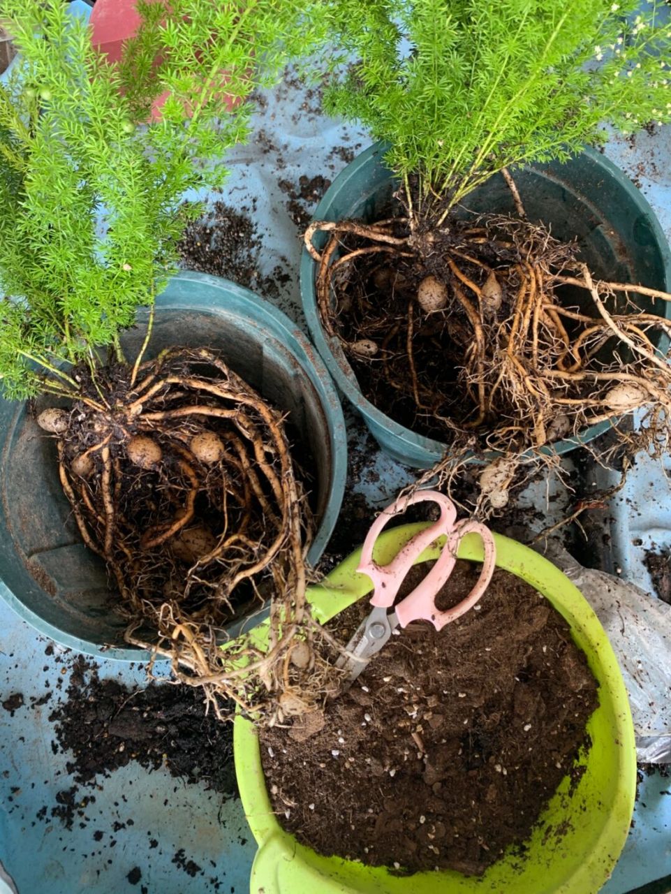 网红植物 天门虎尾冬 一盆变多盆实操 事情是这样的 家里好多盆 天门