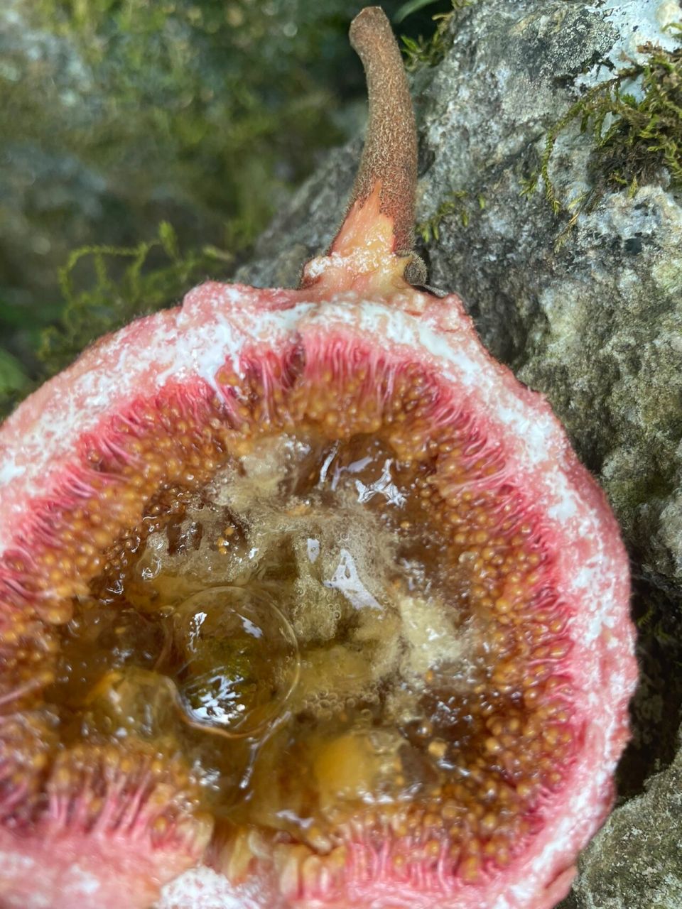 野生无花果 我看到很多小红94摘的无话果都和我摘的这个不一样,树好