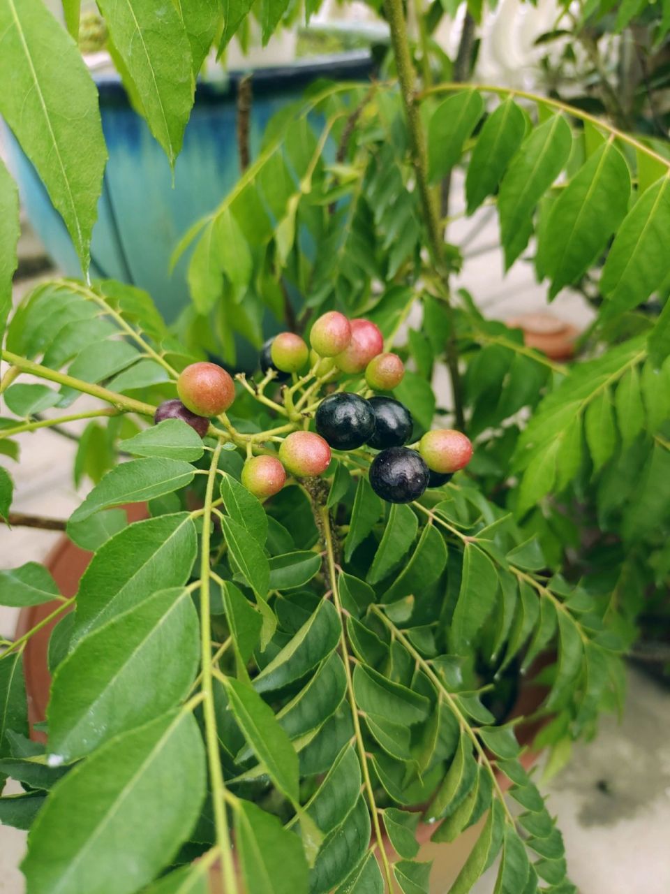 咖喱树结了咖喱果 在我家使用率极高的两棵香料树"咖喱树""月桂树"真