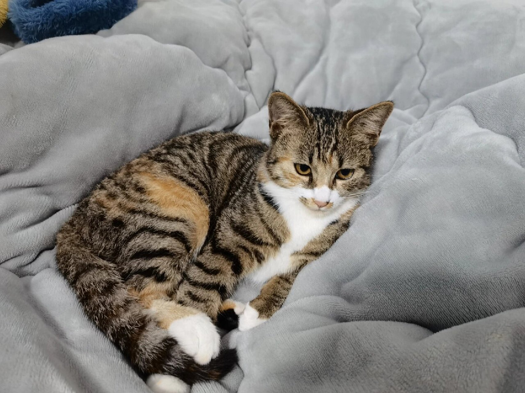 长得像狸花猫的三花猫 昨天去宠物医院才搞清楚,原来这孩子是一只三花