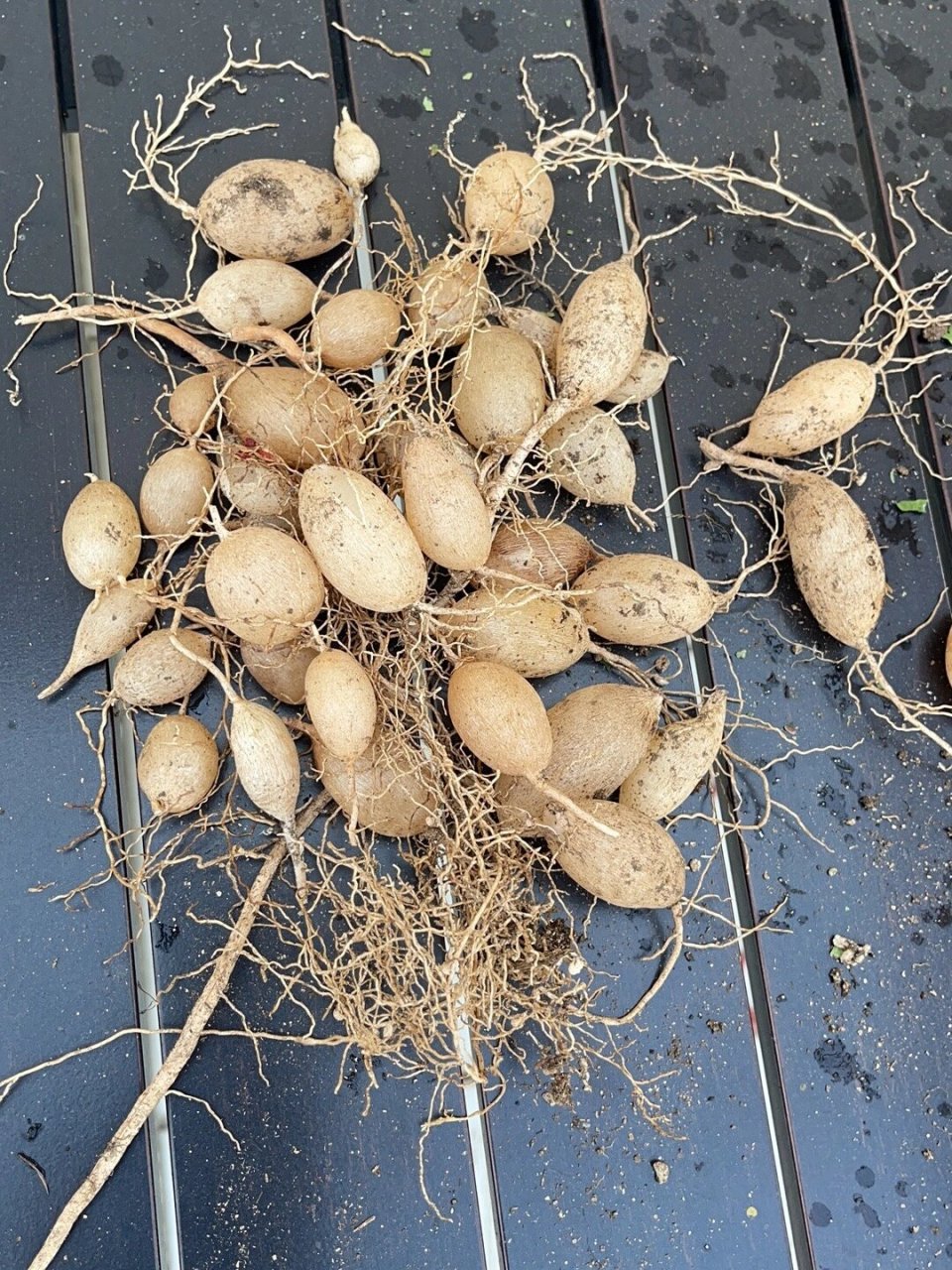 狐尾天门冬的根可以吃吗 狐尾天门冬的根可以吃吗 座标广东