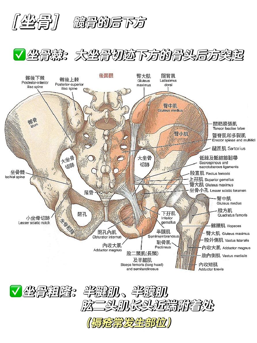 耻骨和尾骨的位置图图片