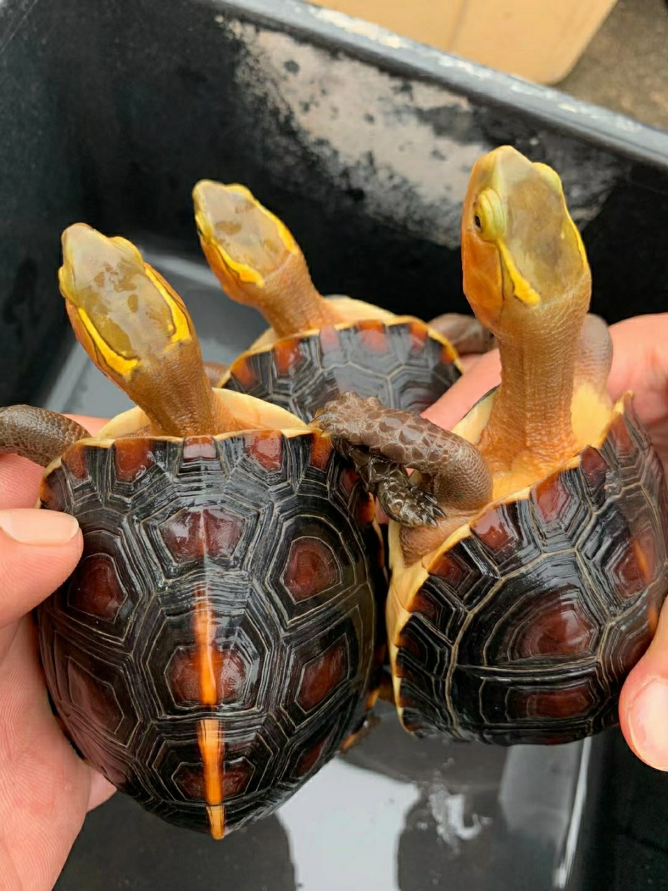 黄缘闭壳龟多大可以繁殖生蛋?