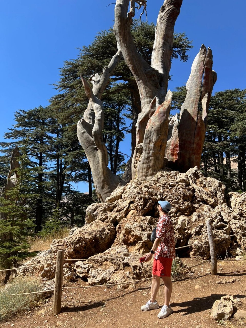 黎巴嫩 cedars of god 千年雪松林 卜舍里 雪松(cedar)是黎巴嫩国旗上