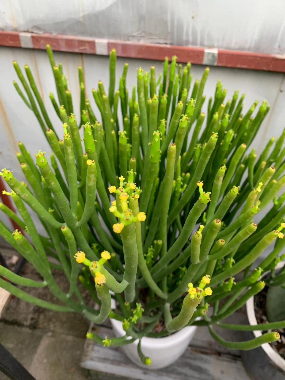 第一次看到光棍树开花98! 第一次看到光棍树开花98!