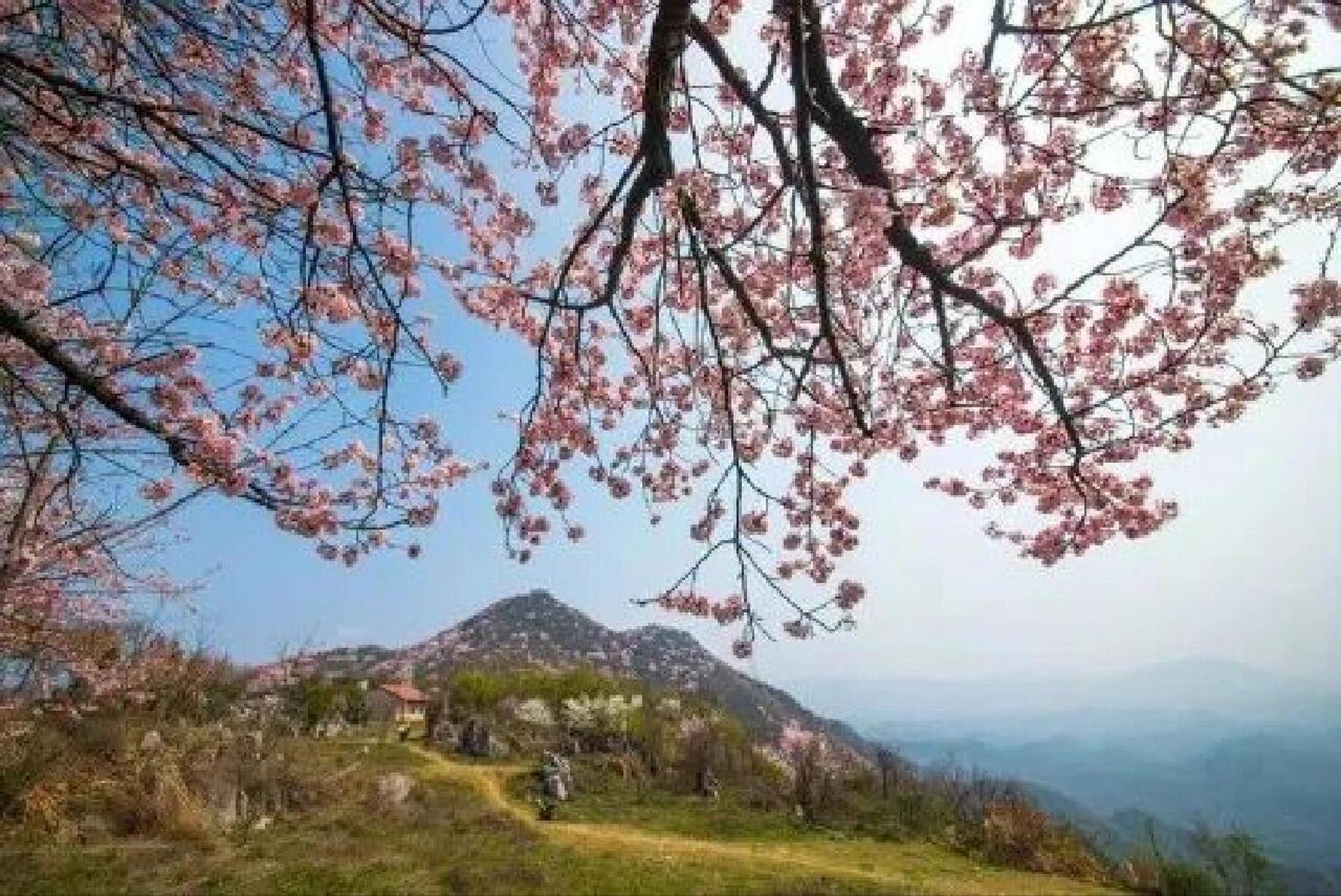 赤壁葛仙山2022花期图片