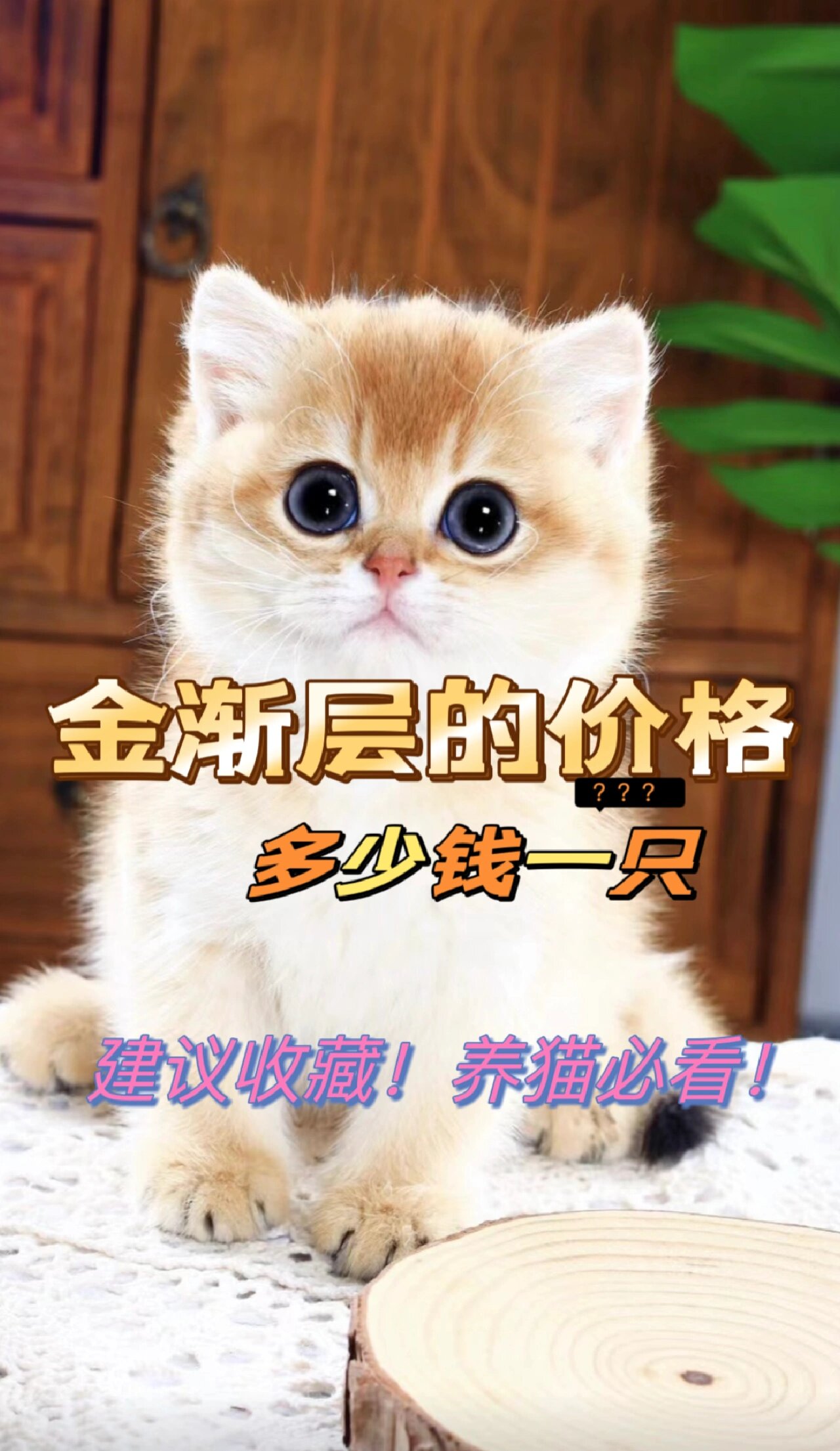金渐层的价格💰多少钱一只?养猫必看!
