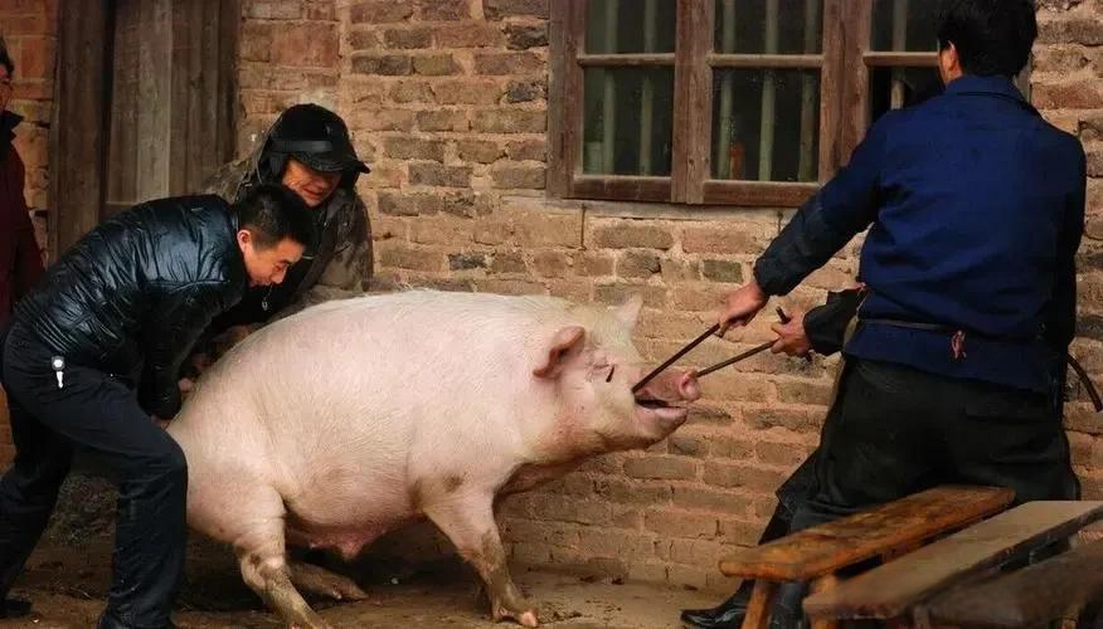 猪到死都不明白,拿尖刀杀它的人,和给它一日三餐的人,是什么关系.
