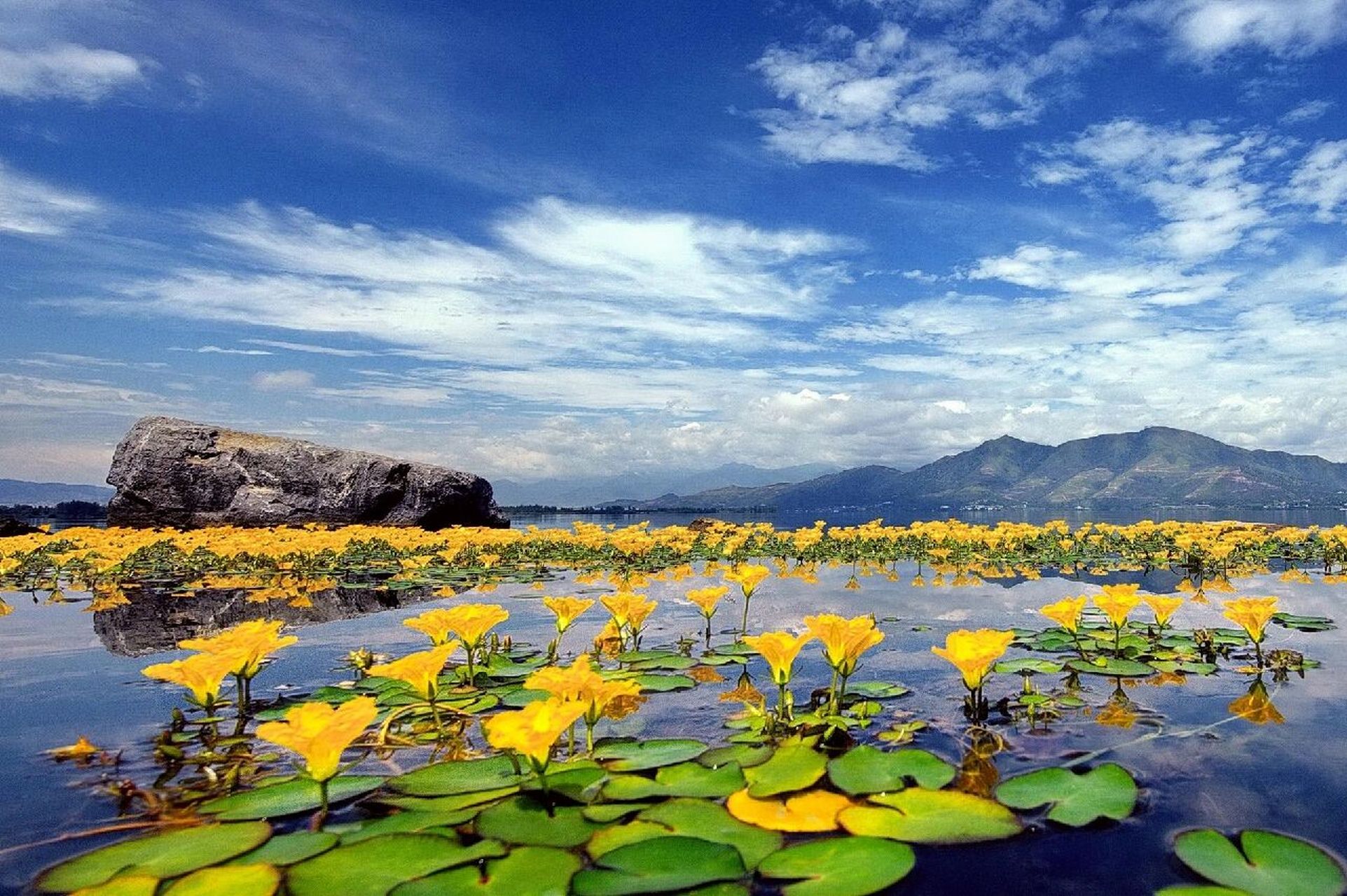 夏日植物|荇菜,诗经植物参差荇菜 左右流之 荇菜  花色:黄色 高度:5