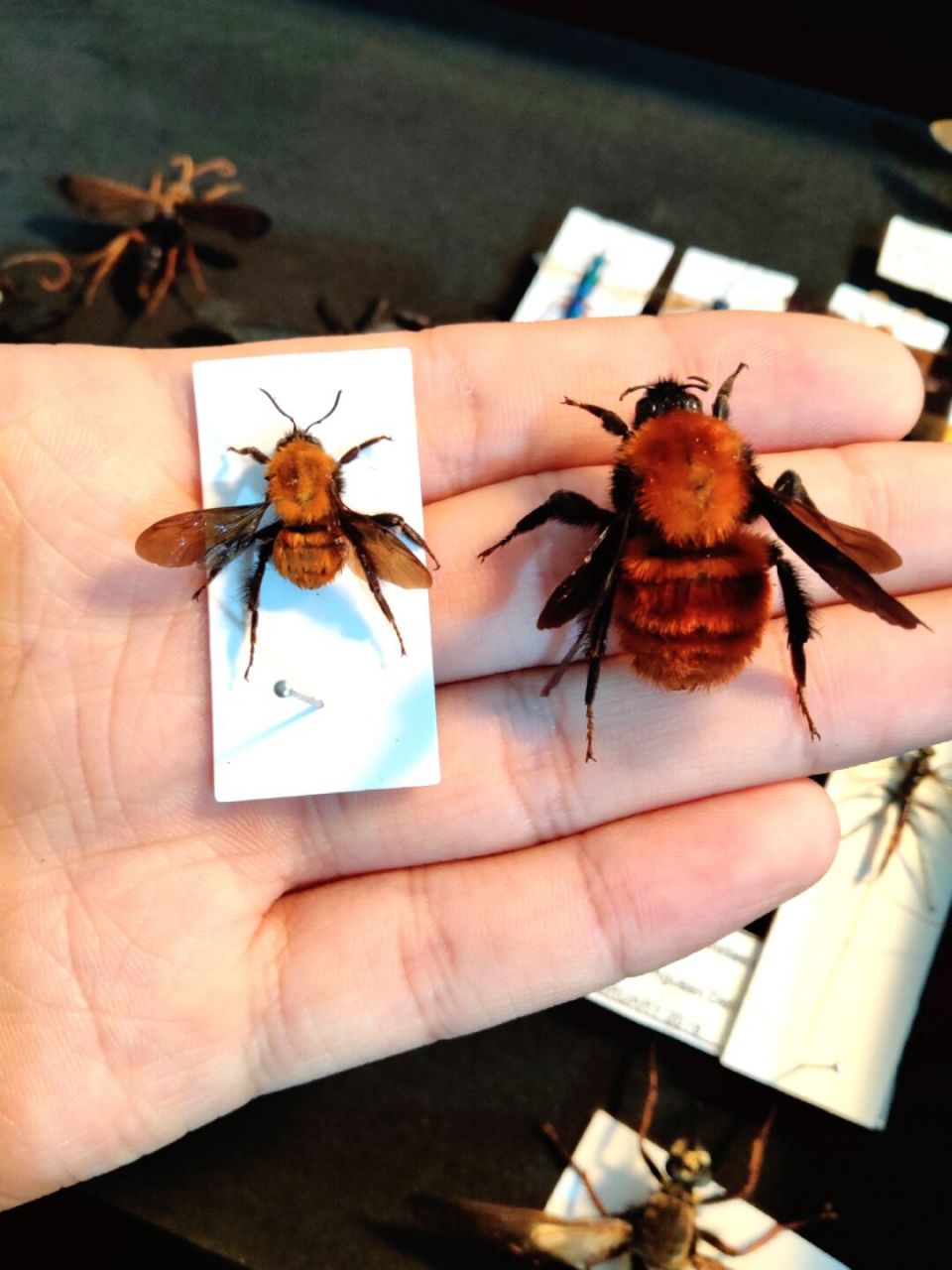 户外徒步# #大小差##反差萌##熊蜂# #胖子蜂##大熊蜂