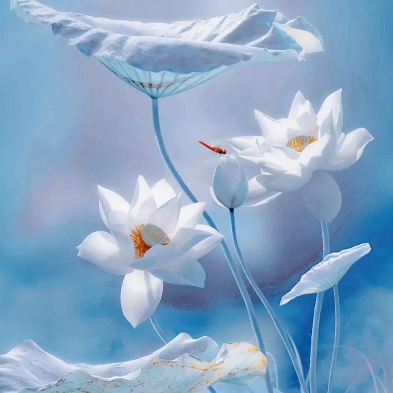 wechat头像|好运莲莲 希望接下来的日子水逆退散,好运连连03 	 cr