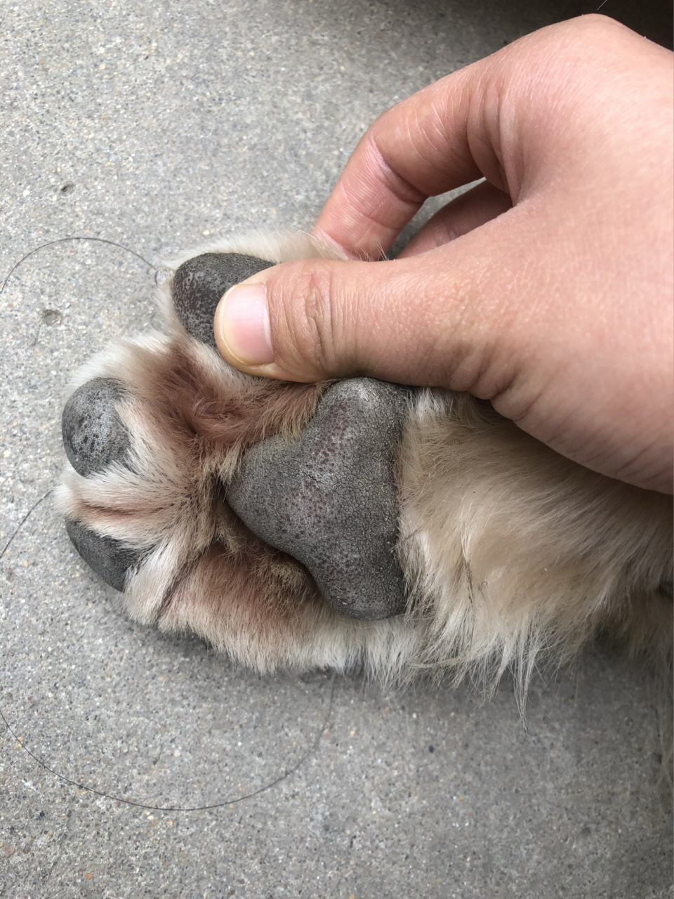 狗狗脚底发红的原因 各位小红94的宝宝们,听别人说狗狗脚底发红是