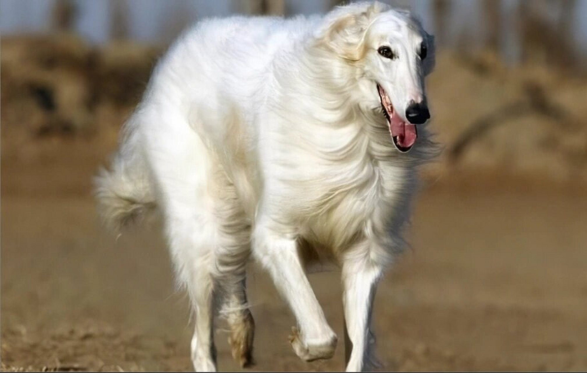 猎狼犬~帅 偶然间和老公遇见一只猎狼犬,远远的望过去以为是一只苏牧