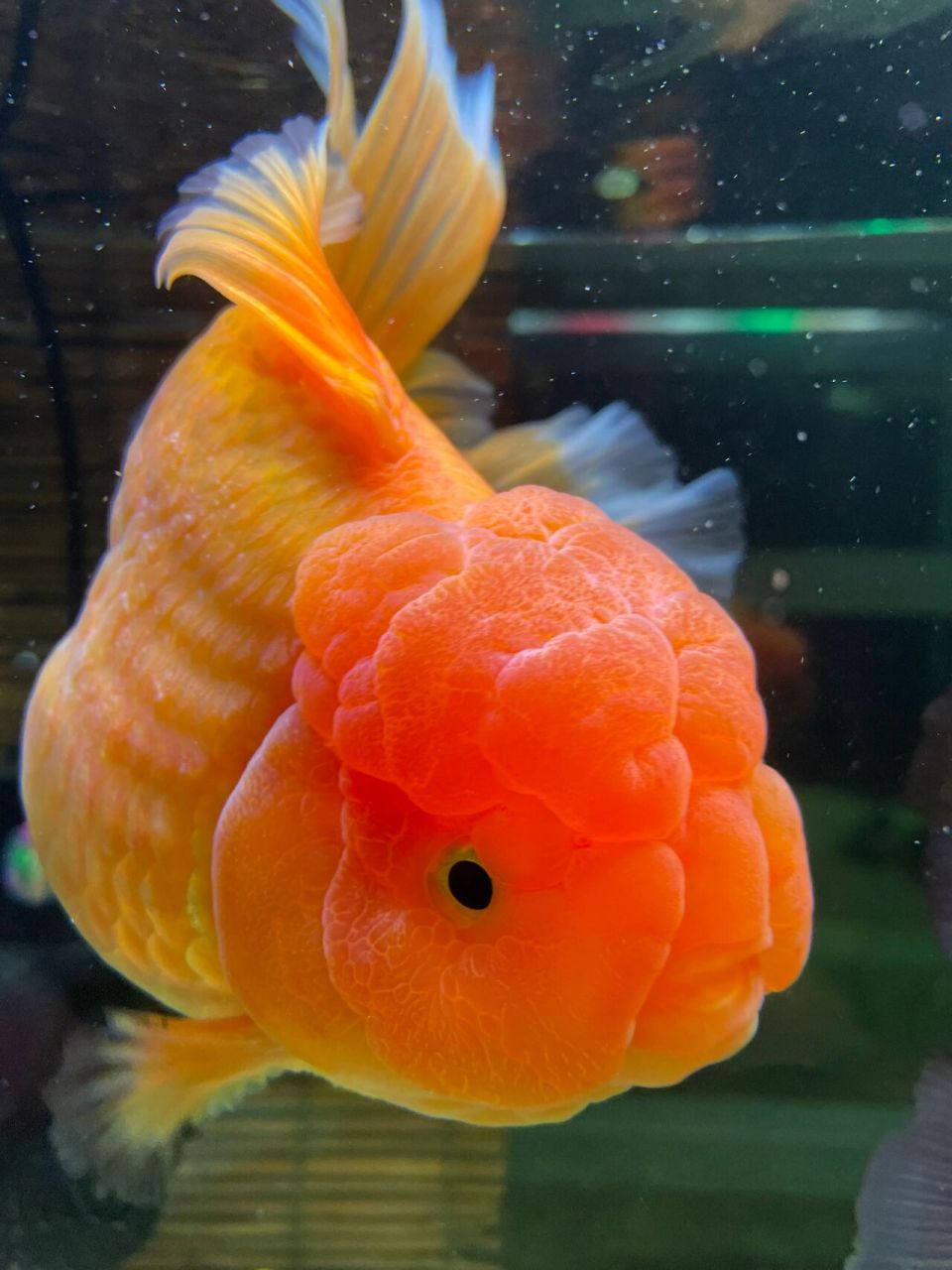 狮子头金鱼 憨态可鞠,让我想起了肥美一词,老祖先咋就培育出这些