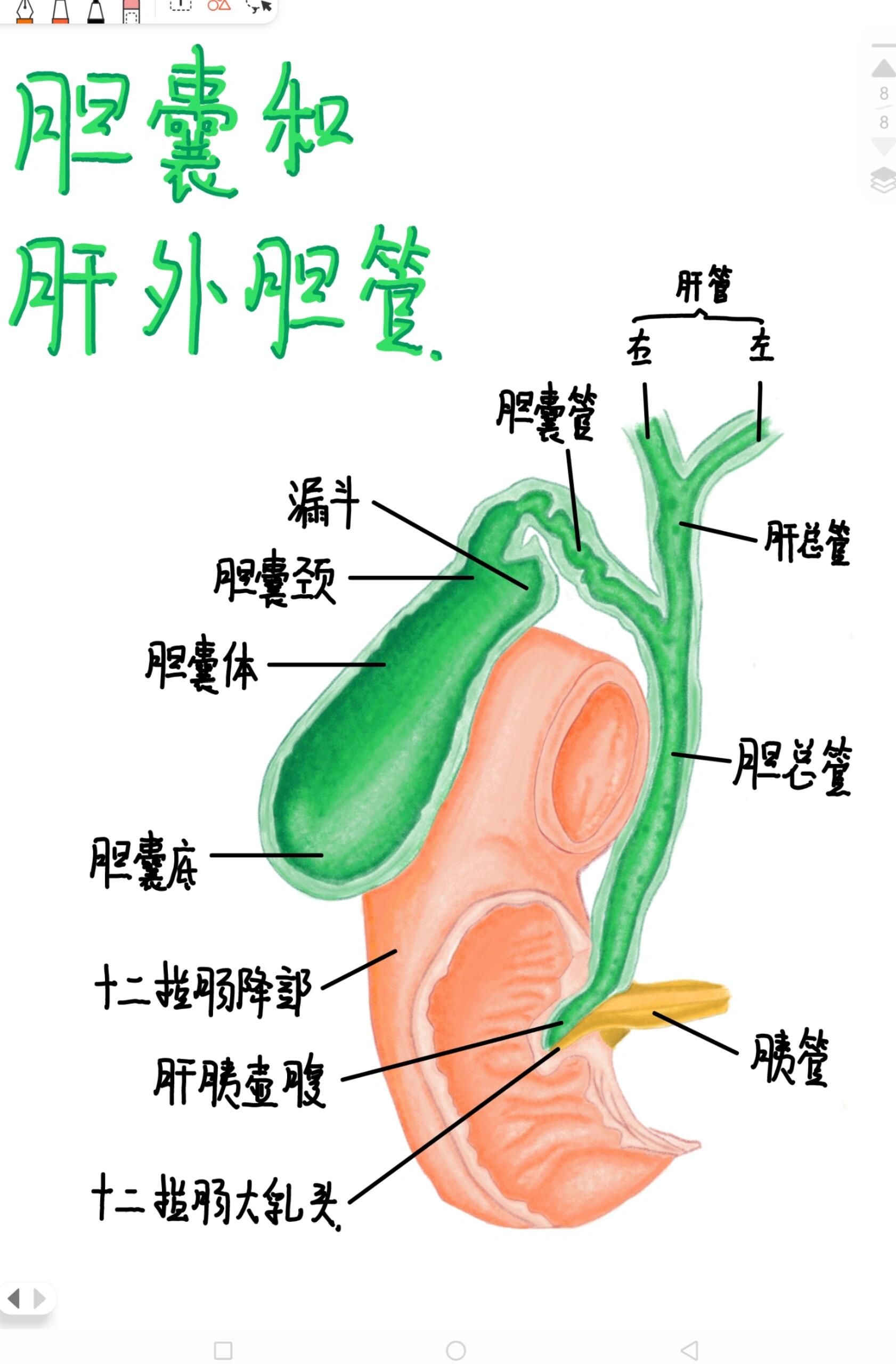 肝胆胰脾肾7115解剖绘画合集